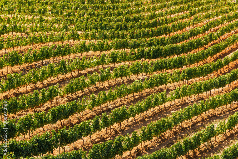 Obraz premium Sunlit vineyard rows in South Africa