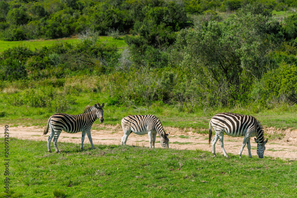 Fototapeta premium Zebra herd on safari in South Africa