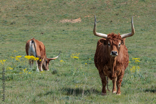 Tableau sur toile Oxen in the meadow. Jiménez de Jamuz, León, Spain.