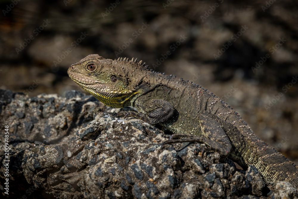Fototapeta premium Gippsland Water Dragon (Intellagama lesueurii howitti), Yarralumla Equestrian Centre, ACT, October 2025