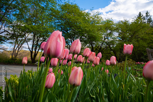 Beautiful pink tulips bloomed in a flower field 