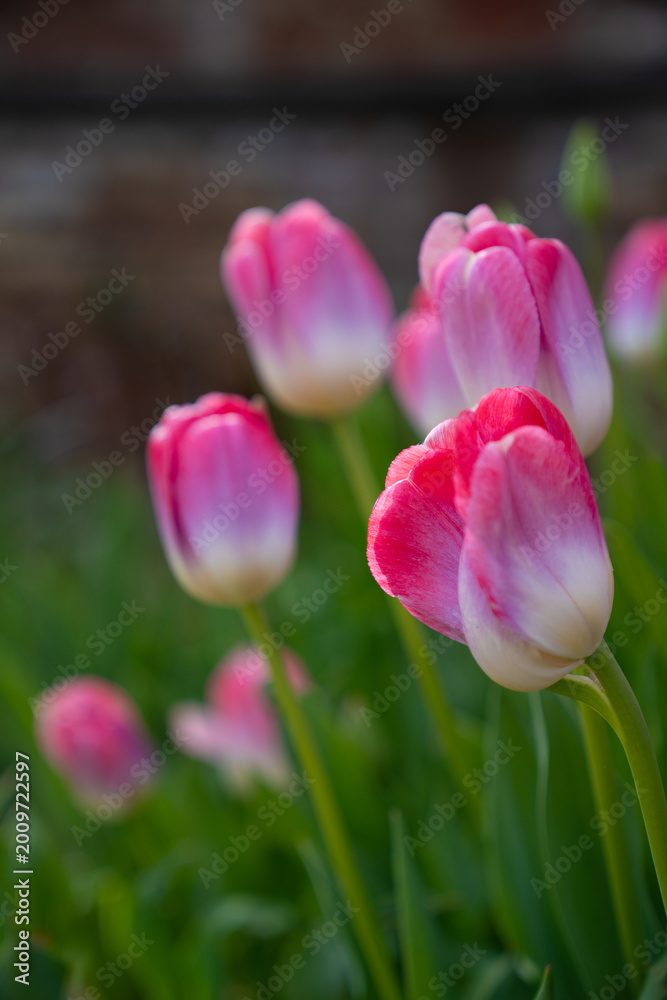 Obraz premium Beautiful pink tulips bloomed in a flower field 