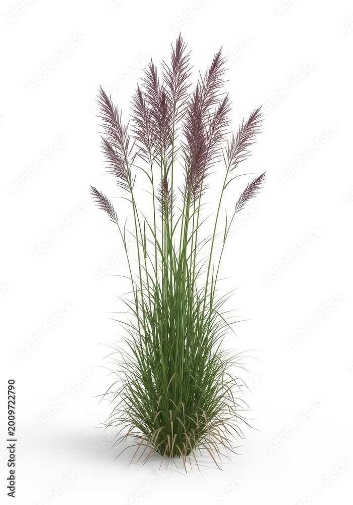 Fototapeta premium Decorative ornamental grass with purple plumes stands isolated against a white background.