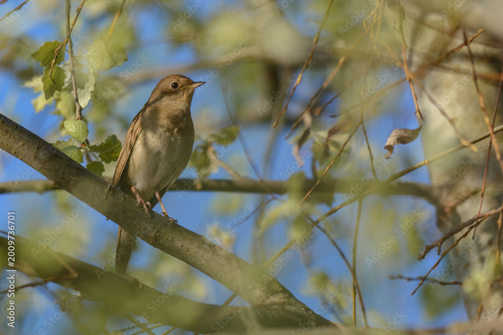 Obraz premium a small brown bird perching on a tree branch against a blue sky.