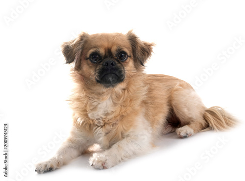 Slika na platnu Tibetan spaniel in studio