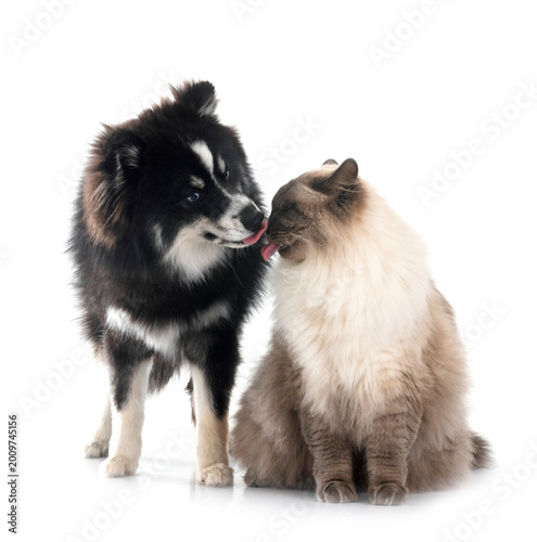 Konstfotografi siberian cat and pomsky in studio