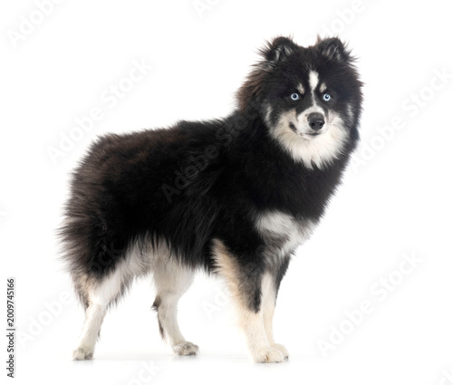 Foto Pomsky in studio