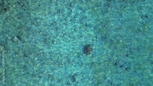 Two sea turtles swimming in clear shallow ocean water. Magic aerial view drone