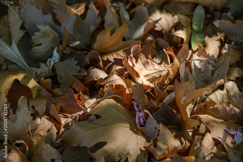 Dry platanus leaves illuminated by sunlight on branch