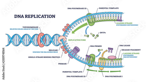 Foto DNA replication outline showing the replication fork with helicase unwinding and DNA polymerase extending strands, leading and lagging strands labeled for clarity