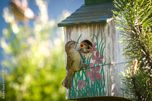 house sparrows, passer domesticus, nesting in a handmade and painted wood birdhouse, the female is feeding the young birds