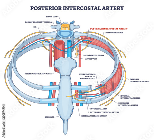 Foto Posterior intercostal artery diagram showing thoracic wall blood supply, main elements, posterior intercostal artery, thoracic aorta, ribs