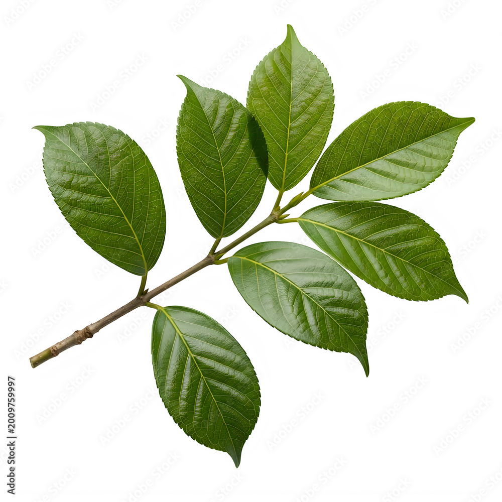 Fototapeta premium Vibrant green cherry leaves on a branch isolated on transparent background