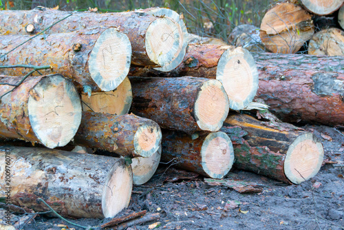 Stacked Logs in Forest. Freshly Cut Timber Background
