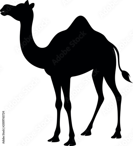 Photos camel in desert
