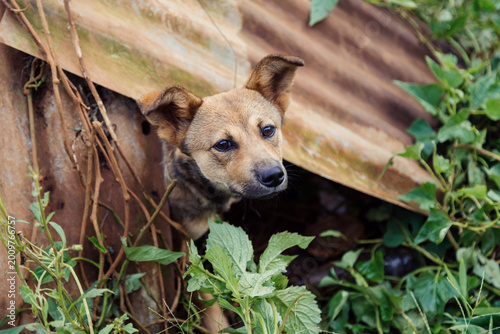 Bild auf Leinwand A dog peeks out from a makeshift shelter amidst lush greenery and yellow flowers in Da Lat, Vietnam