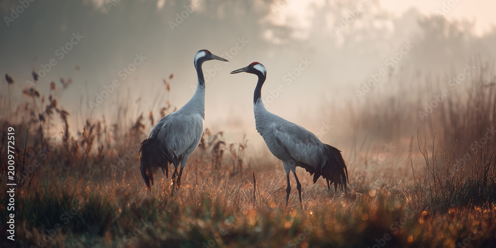 Obraz premium Two grey cranes stand in a misty field at dawn. The birds are facing each other, surrounded by tall grass and soft light.