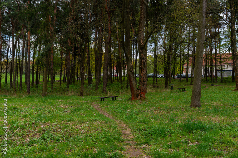 Obraz premium Narrow dirt path runs through a park with tall pine and deciduous trees, wooden benches and grassy ground, showing quiet woodland area for walking and relaxation.
