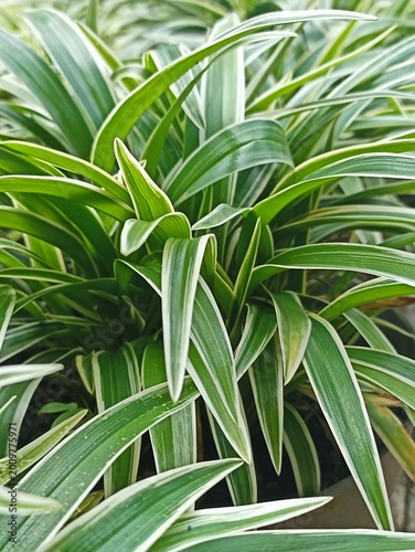 Close Up Spider Plant (Chlorophytum comosum) Variegated Leaves Lush Green Foliage Texture Background
