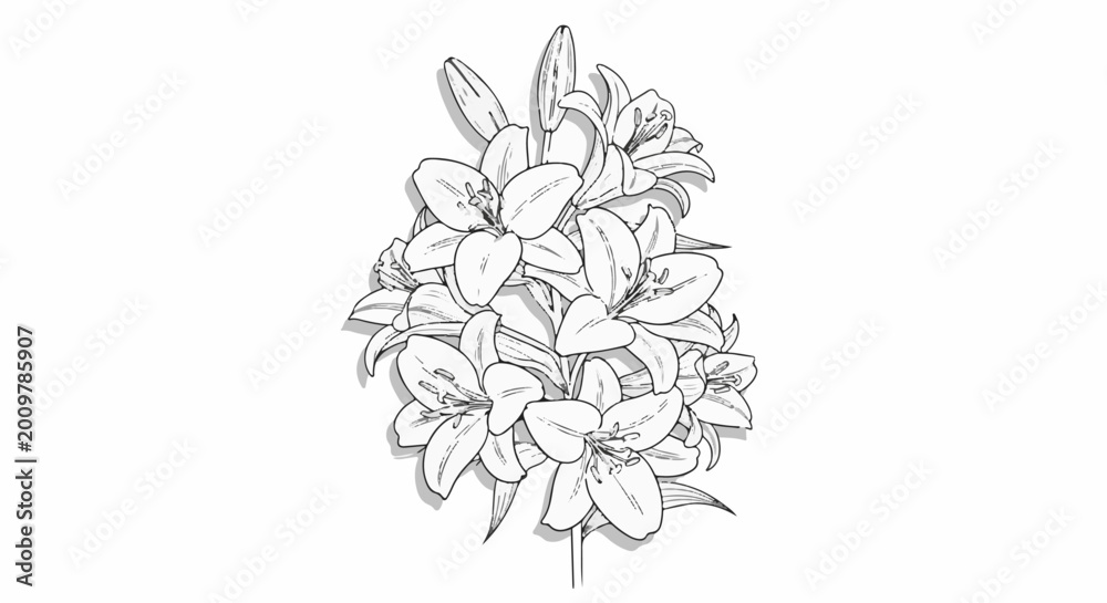 Fototapeta premium Line art illustration of a bouquet of blooming lilies with shadows