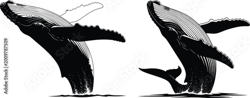 Tableau sur toile Majestic humpback whale breaching silhouette a stunning ocean wildlife illustrat