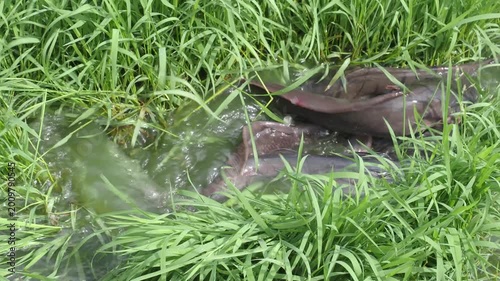 Catfish in the park pond come up to breed on the flooded grassy area seasonally.