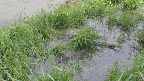 Catfish in the park pond come up to breed on the flooded grassy area seasonally.