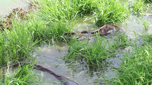 Catfish in the park pond come up to breed on the flooded grassy area seasonally.