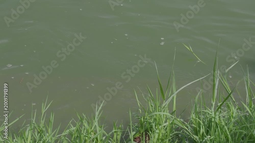 Catfish in the park pond come up to breed on the flooded grassy area seasonally.