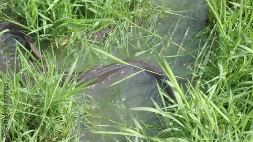 Catfish in the park pond come up to breed on the flooded grassy area seasonally.