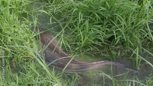 Catfish in the park pond come up to breed on the flooded grassy area seasonally.