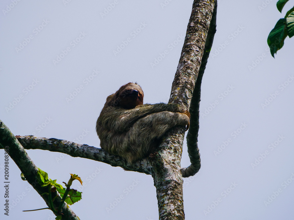 Fototapeta premium A gentle three-toed sloth rests peacefully, nestled securely on a thick branch amidst the lush green canopy of a tropical rainforest