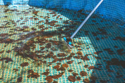 Photography Pool skimmer lifting brown autumn leaves from murky backyard swimming pool surfa