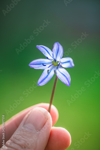Gentle hand carefully holding a single vibrant blue scilla flower, highlighting themes of human connection with nature, new beginnings, and the simple beauty of spring