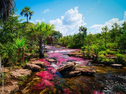 Canvas Print Caño Cristales, Colombia A Stunning River in South America Known as the 'Liquid