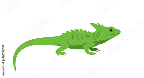 Φωτογραφία Green basilisk lizard illustration on white background
