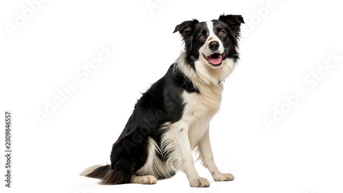 Εκτύπωση καμβά Smart border collie dog sitting and looking attentive isolated on transparent ba