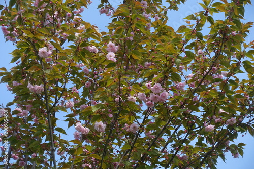 Fényképezés Many double pink flowers in the leafage of Kanzan sakura in May