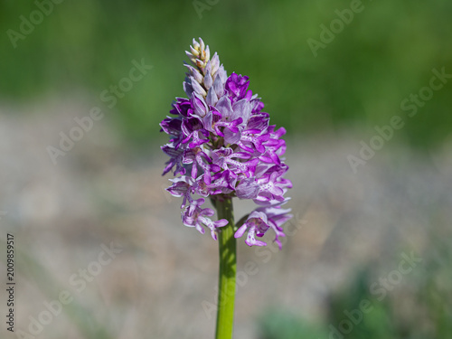 Orchis militaris
