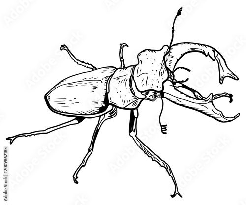Black and white hand drawn stag beetle sketch. Detailed insect line art illustration isolated on white background. Vintage engraving style wildlife bug drawing for design, print, tattoo. Lucanus cervu