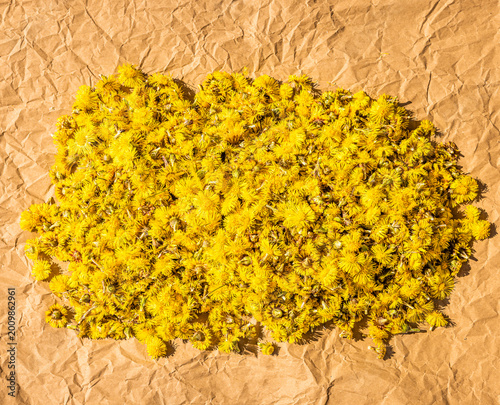Frische Huflattich Blüten, Tussilaga Farfara