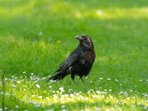 Birds of Spring - High Resolution PortraIt of a Raven with green Background between Flowers
