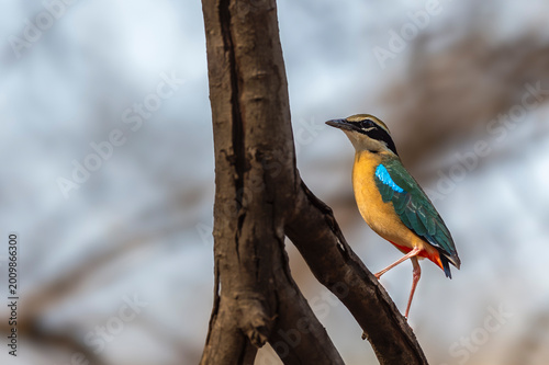 Indian pitta perched on tree branch at Ranthambore National Park