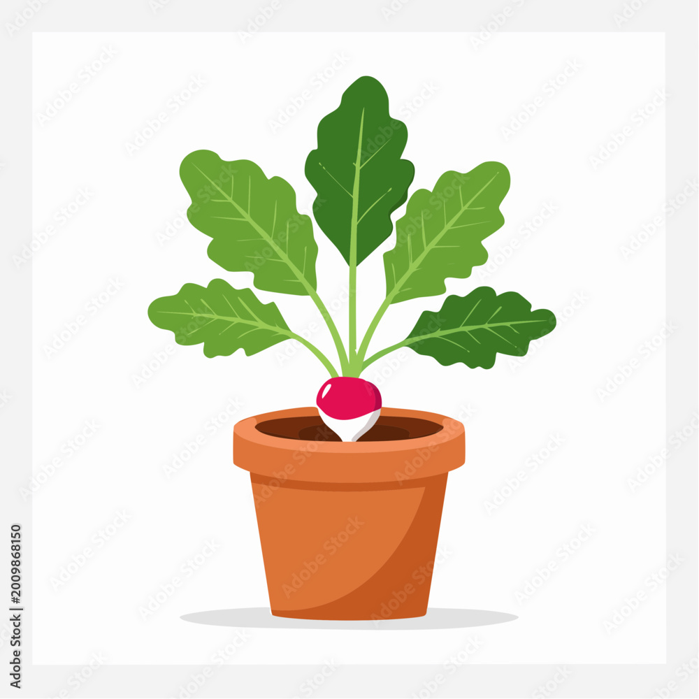 Fototapeta premium Radish plant growing in a terracotta pot