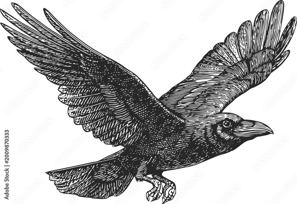 Fototapeta premium Detailed engraving of a raven in flight with wings spread wide and sharp features