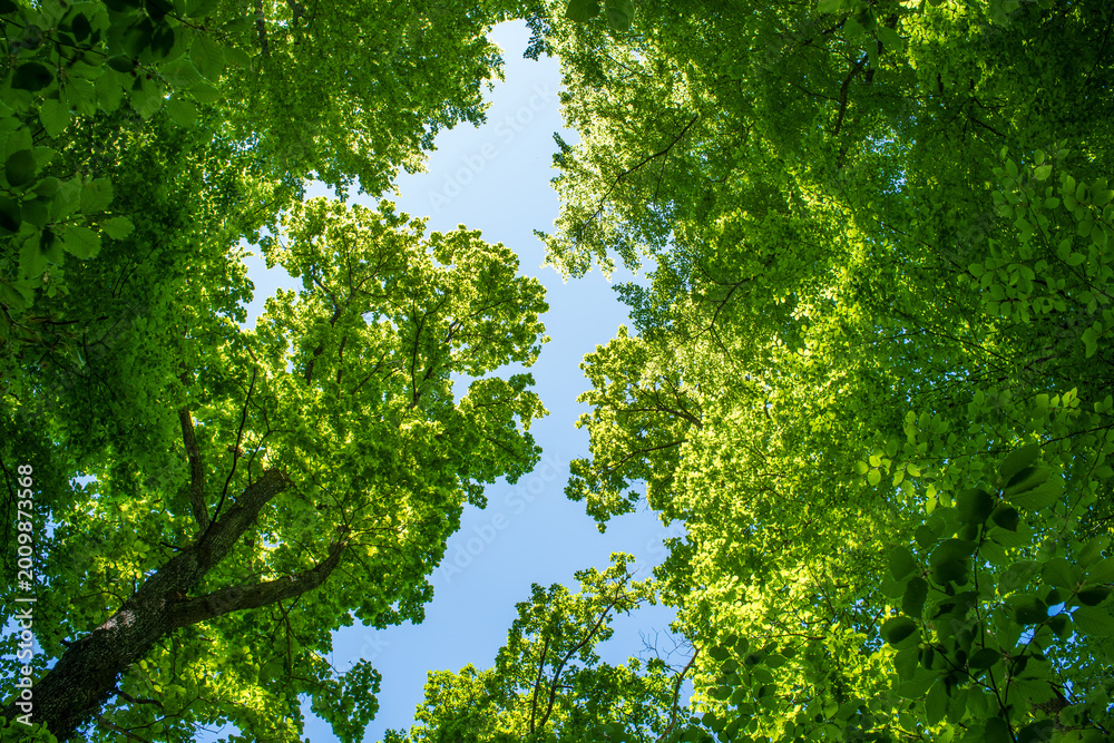 Fototapeta premium Low angle view of lush green tree canopies framing a clear blue sky with bright summer sunlight in a peaceful forest grove