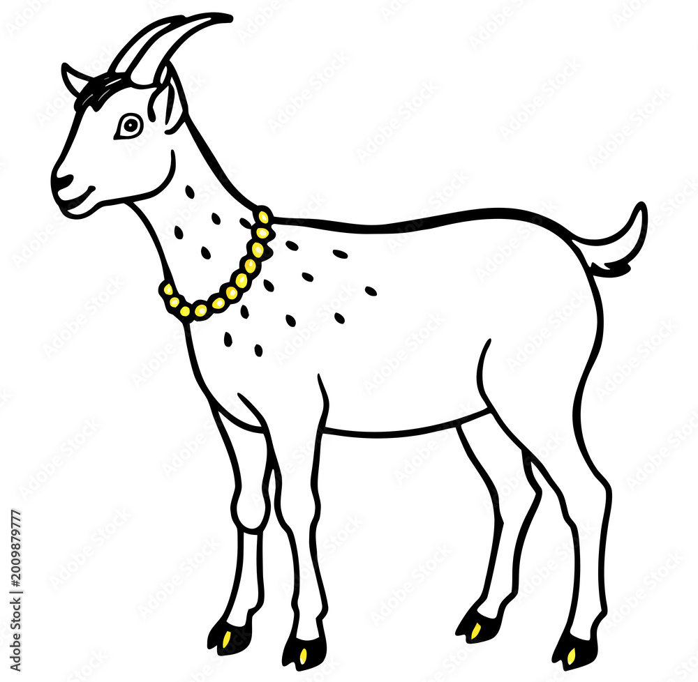 Fototapeta premium goat on white background