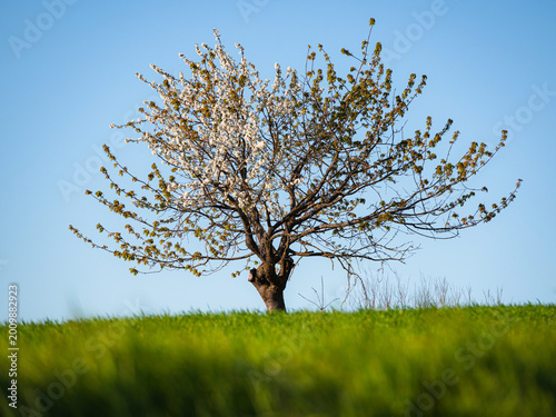 Albero solitario