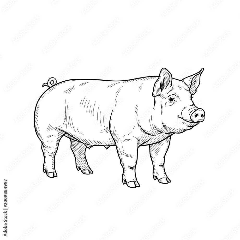 Fototapeta premium Line art drawing of a pig on a white background