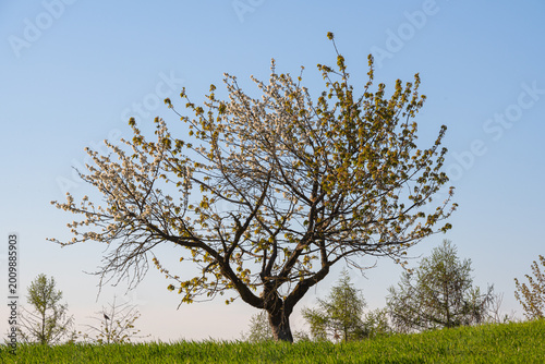 Primavera
